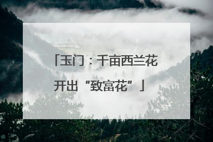 玉门：千亩西兰花开出“致富花”