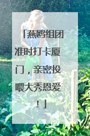 燕鸥组团准时打卡厦门，亲密投喂大秀恩爱！