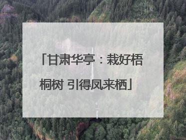 甘肃华亭：栽好梧桐树 引得凤来栖