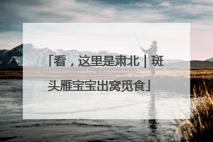 看，这里是肃北｜斑头雁宝宝出窝觅食
