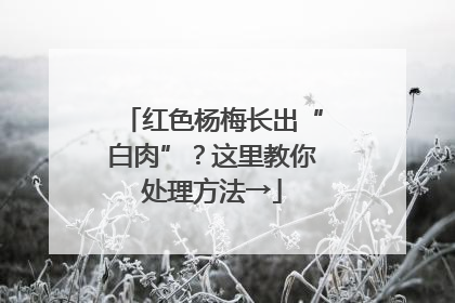 红色杨梅长出“白肉”？这里教你处理方法→