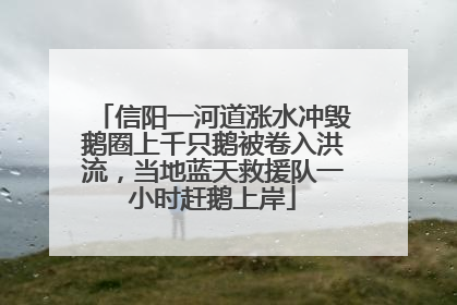 信阳一河道涨水冲毁鹅圈上千只鹅被卷入洪流，当地蓝天救援队一小时赶鹅上岸