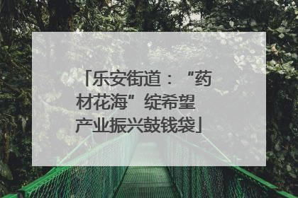 乐安街道：“药材花海”绽希望 产业振兴鼓钱袋
