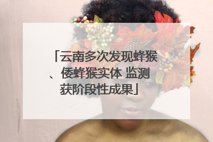 云南多次发现蜂猴、倭蜂猴实体 监测获阶段性成果