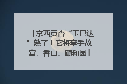 京西贡杏“玉巴达”熟了！它将牵手故宫、香山、颐和园
