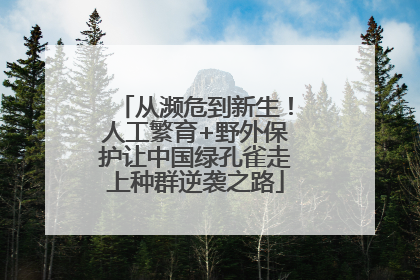 从濒危到新生！人工繁育+野外保护让中国绿孔雀走上种群逆袭之路