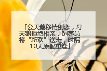 公天鹅移情别恋，母天鹅拒绝相亲，饲养员将“新欢”送走，时隔10天原配重逢