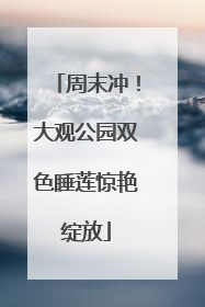 周末冲！大观公园双色睡莲惊艳绽放
