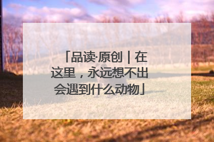 品读·原创｜在这里，永远想不出会遇到什么动物