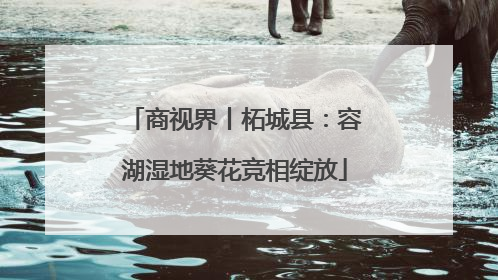 商视界丨柘城县：容湖湿地葵花竞相绽放