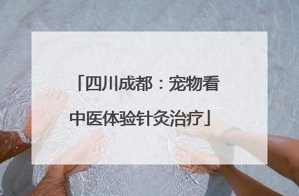 四川成都：宠物看中医体验针灸治疗