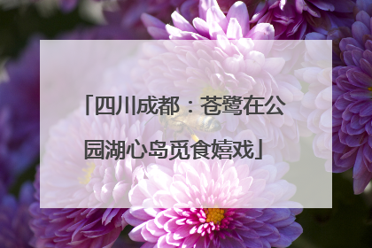 四川成都：苍鹭在公园湖心岛觅食嬉戏