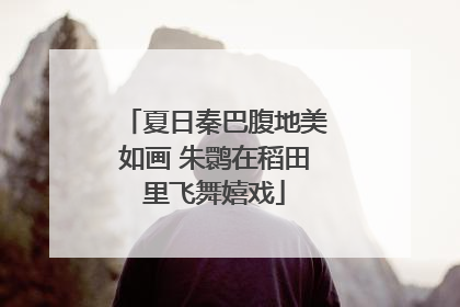 夏日秦巴腹地美如画 朱鹮在稻田里飞舞嬉戏