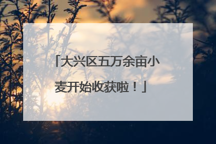 大兴区五万余亩小麦开始收获啦！