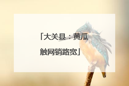 大关县：黄瓜触网销路宽