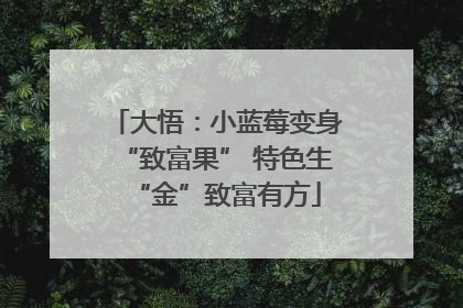 大悟：小蓝莓变身“致富果” 特色生“金”致富有方