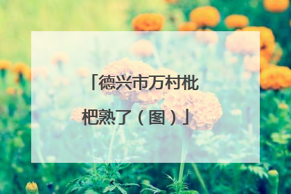 德兴市万村枇杷熟了（图）