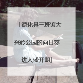 德化县三班镇大兴岭公园的向日葵进入盛开期
