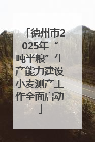 德州市2025年“吨半粮”生产能力建设小麦测产工作全面启动