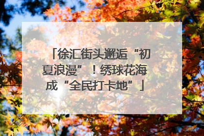 徐汇街头邂逅“初夏浪漫”！绣球花海成“全民打卡地”