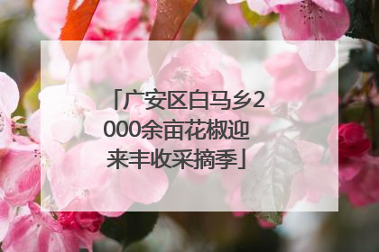 广安区白马乡2000余亩花椒迎来丰收采摘季