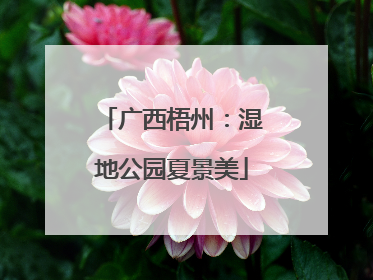 广西梧州：湿地公园夏景美