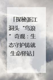 探秘浙江洞头“鸟浪”奇观：生态守护铸就生命驿站