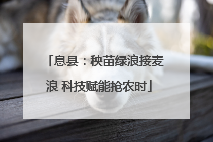 息县：秧苗绿浪接麦浪 科技赋能抢农时