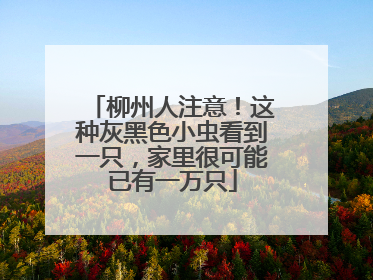 柳州人注意！这种灰黑色小虫看到一只，家里很可能已有一万只