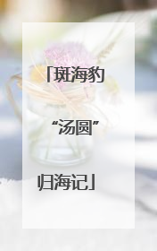 斑海豹“汤圆”归海记