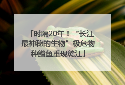 时隔20年！“长江最神秘的生物”极危物种鳤鱼重现赣江
