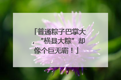 普通粽子巴掌大，“横县大粽”却像个巨无霸！