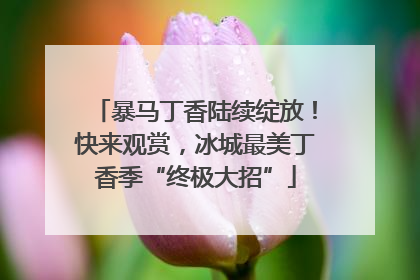 暴马丁香陆续绽放！快来观赏，冰城最美丁香季“终极大招”