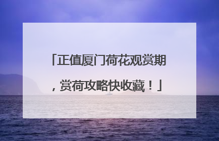 正值厦门荷花观赏期，赏荷攻略快收藏！
