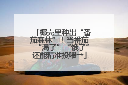 椰壳里种出“番茄森林”！当番茄“渴了”“饿了”还能精准投喂→