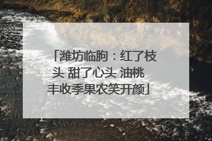 潍坊临朐：红了枝头 甜了心头 油桃丰收季果农笑开颜