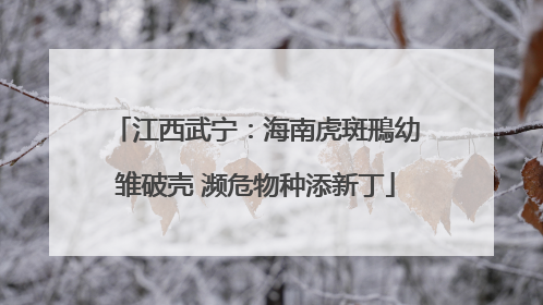 江西武宁：海南虎斑鳽幼雏破壳 濒危物种添新丁