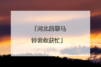 河北昌黎马铃薯收获忙