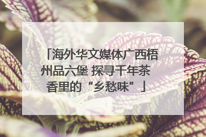海外华文媒体广西梧州品六堡 探寻千年茶香里的“乡愁味”