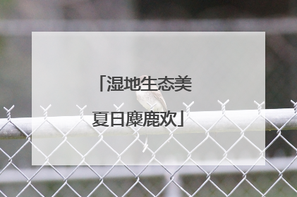 湿地生态美 夏日麋鹿欢