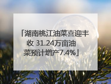 湖南桃江油菜喜迎丰收 31.24万亩油菜预计增产7.4%