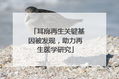 耳廓再生关键基因被发现，助力再生医学研究