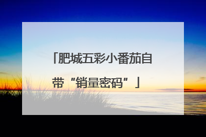 肥城五彩小番茄自带“销量密码”