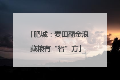 肥城：麦田翻金浪藏粮有“智”方