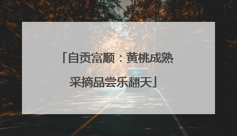 自贡富顺：黄桃成熟 采摘品尝乐翻天