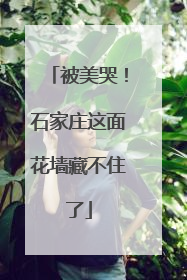 被美哭！石家庄这面花墙藏不住了