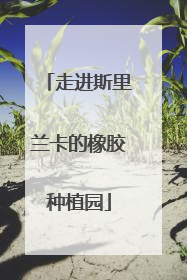 走进斯里兰卡的橡胶种植园