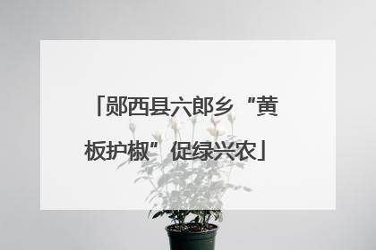 郧西县六郎乡“黄板护椒”促绿兴农