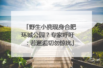 野生小麂现身合肥环城公园？专家呼吁：若邂逅切勿惊扰