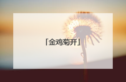金鸡菊开
